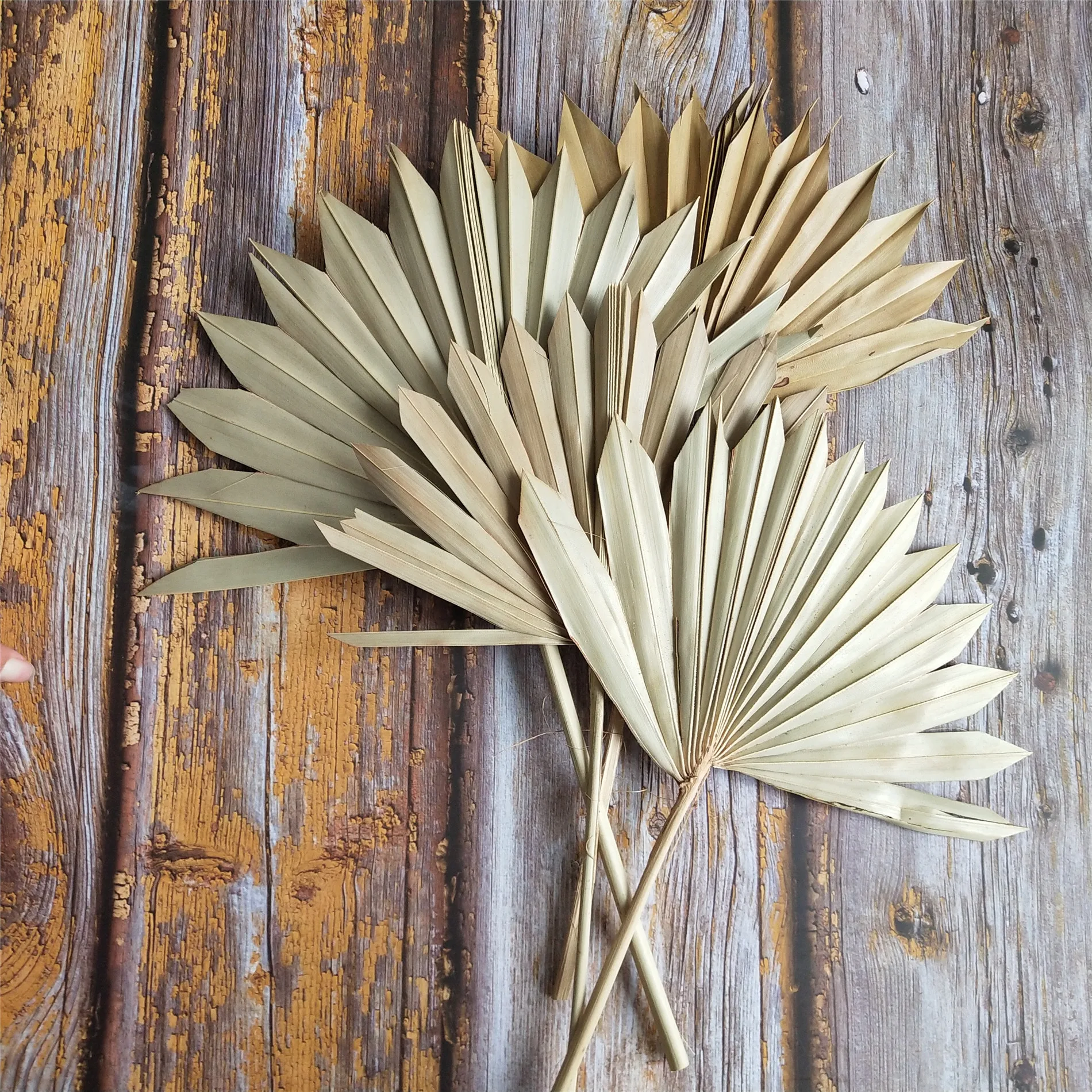 Yunnan Hot Selling Cheap Dried Flowers Dried Palm Leaves For Sell Buy