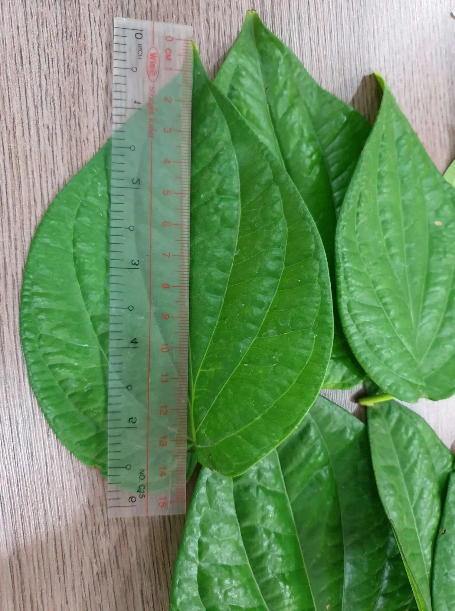 100 Fresh Betel Leaves Super Cheap Price With High Export Standard From Vietnam Best Seller
