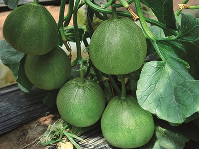 green beauty hybrid musk melon seeds for planting
