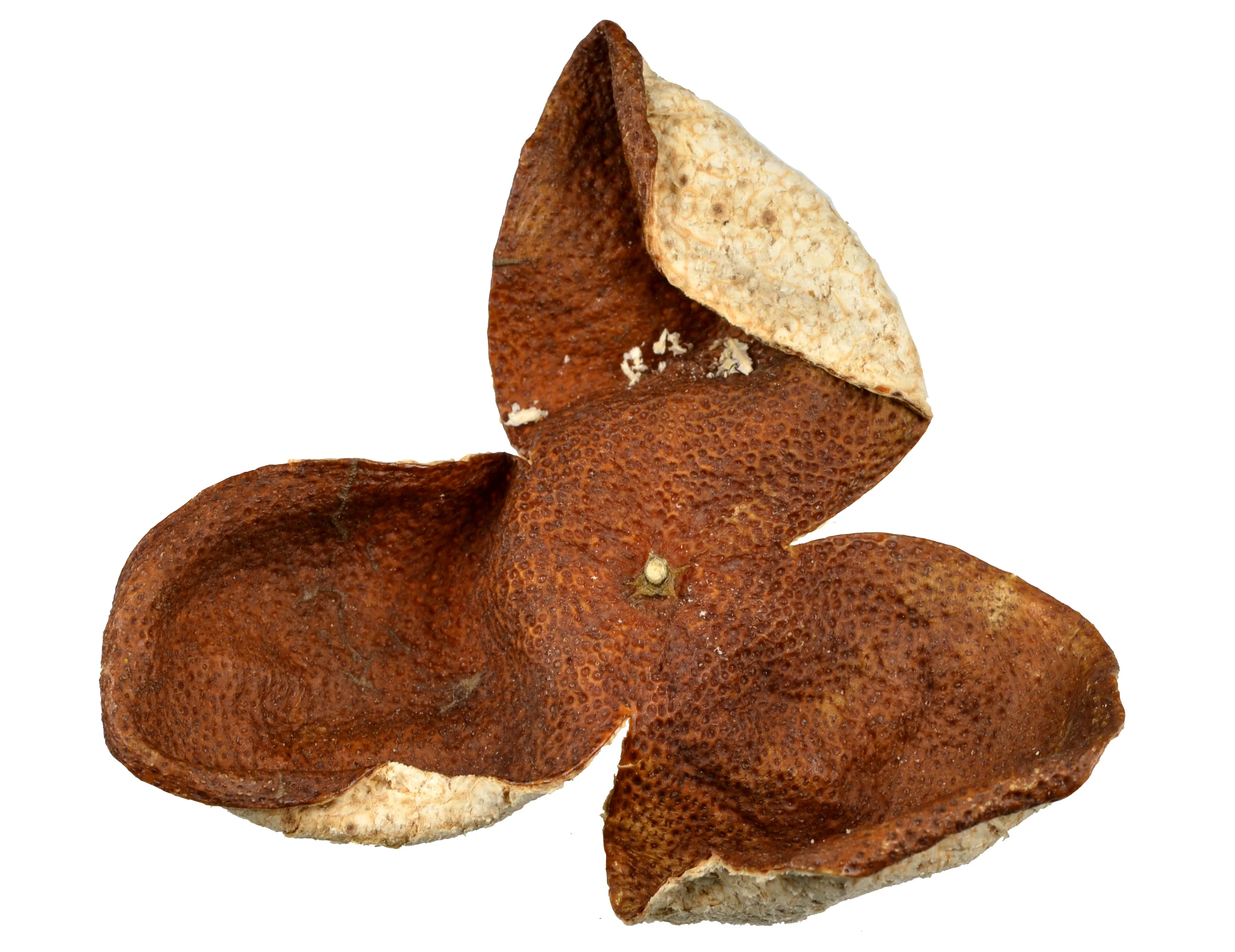 广辰-pi 萃取参考物质 - buy 广陈皮提取物,陈皮提取物,陈皮 product