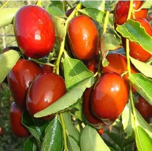 Freeze Dried Chinese Dates chips snacks