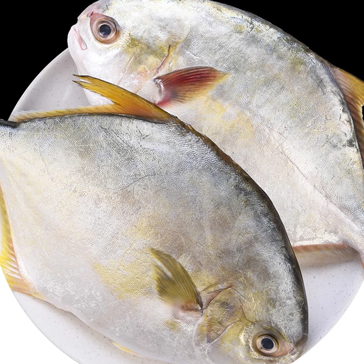 wholesale high quality price frozen farmed fish golden pomfret
