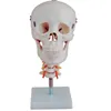 BIX-A1013 Durable human skull model with cervical vertebra