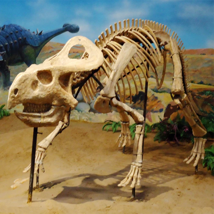 Excavation Artificial Real Dinosaur Fossil Mold For Sale Buy Dinosaur