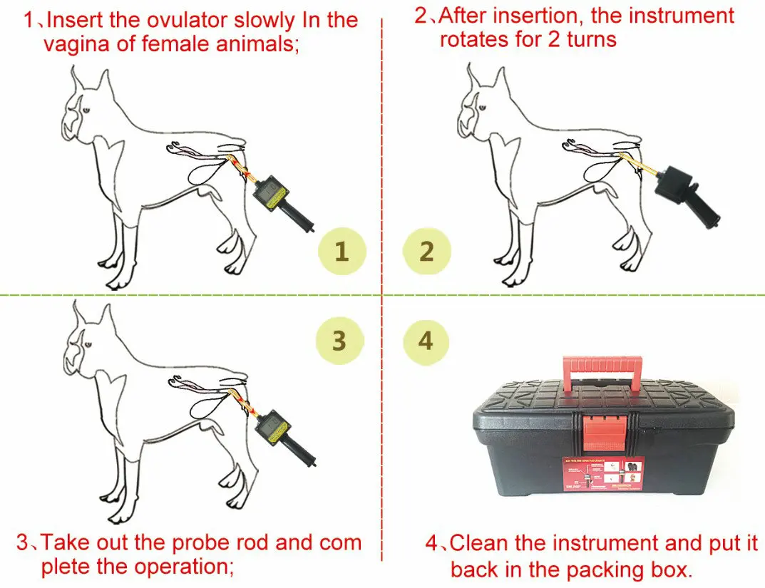 how many times does a dog ovulate