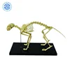 Cat Skeleton Nature Size Medical Anatomy animal model 3d animal models animal anatomic model