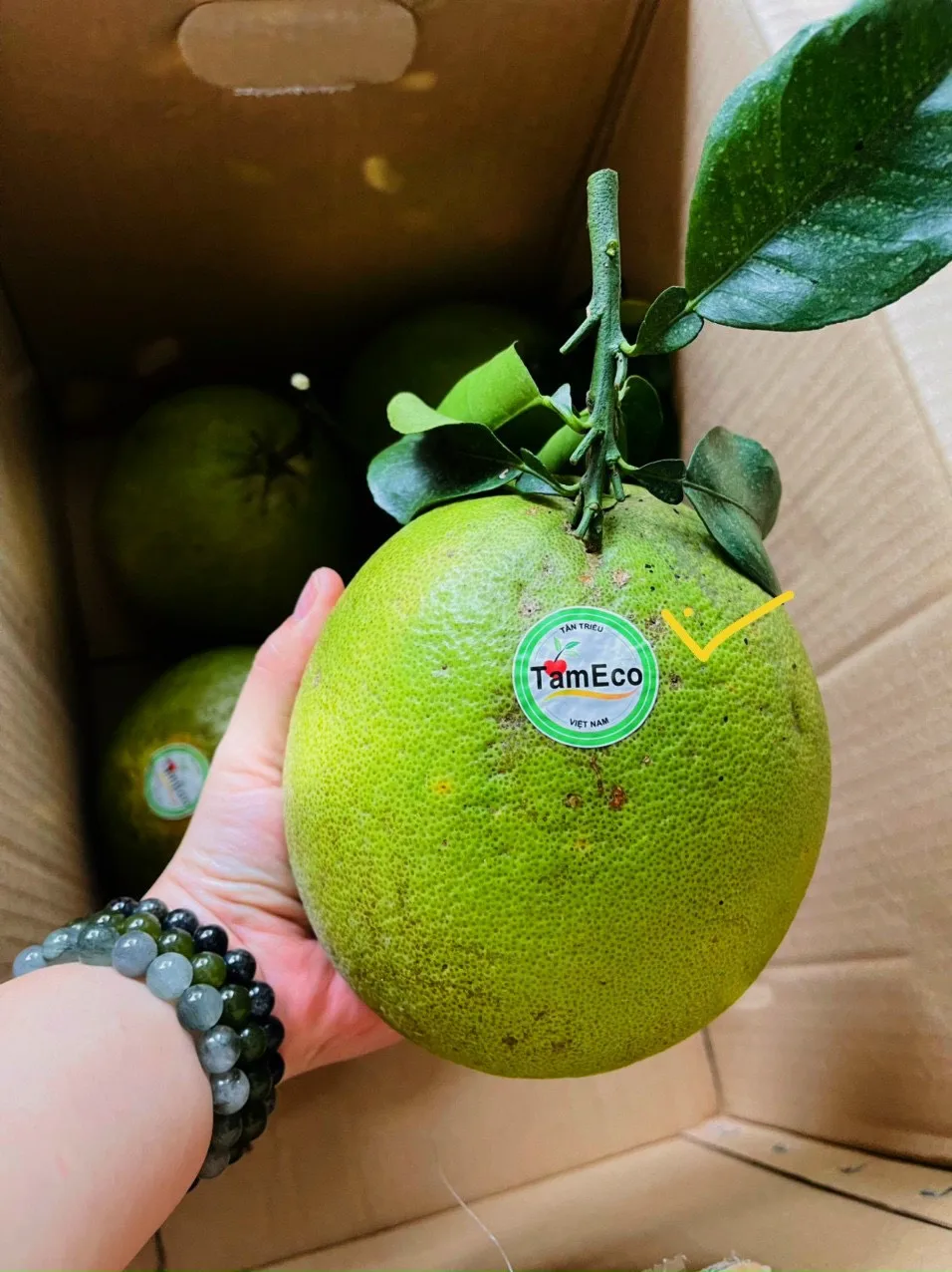 High Quality 12 Shelf Life Carton Box Packaging Fresh Organic Pomelo Export From Vietnam