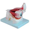 Human Anatomical Giant Eye with Orbit Model