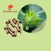 Red Maple Leaf Production of Tribulus Terrestris Capsules for Enhancing Male Function