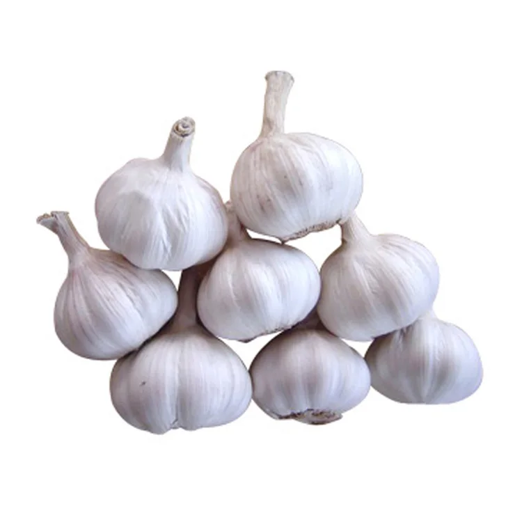 fresh garlic online
