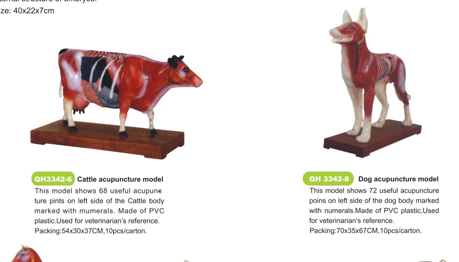 犬の体の鍼モデル動物の解剖学の経穴モデル図英語の経穴 Buy 犬ボディ鍼モデル 動物解剖ツボモデル 学校教育犬解剖モデル Product On Alibaba Com