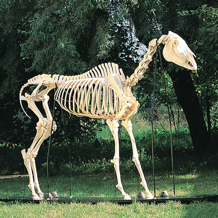 Realistic Life Size Artificial Horse Skeleton For Sale Buy Horse