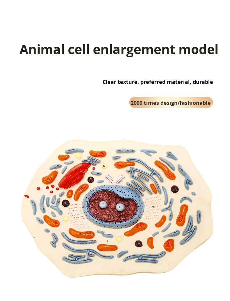 Animal Cell Model Microscopic Anatomy Cell Membrane Cytoplasm Nucleus ...