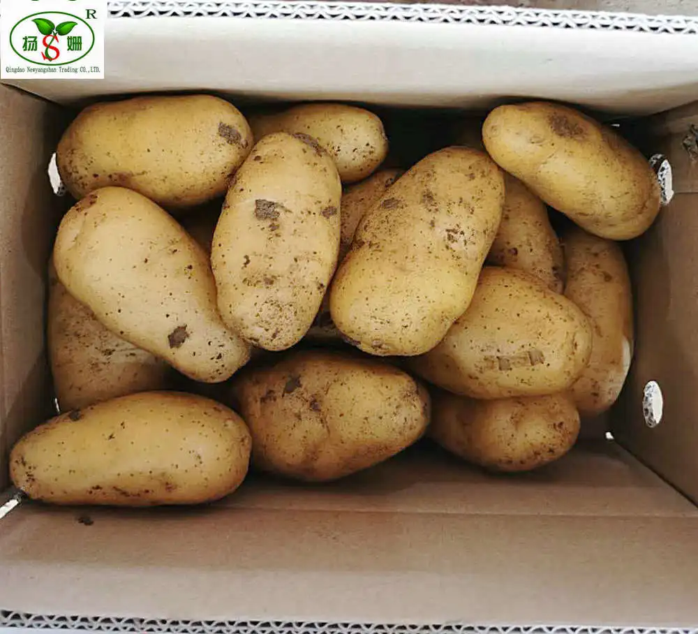 热销大号新鲜荷兰土豆250克起高品质,纸箱包装新鲜土豆出口商