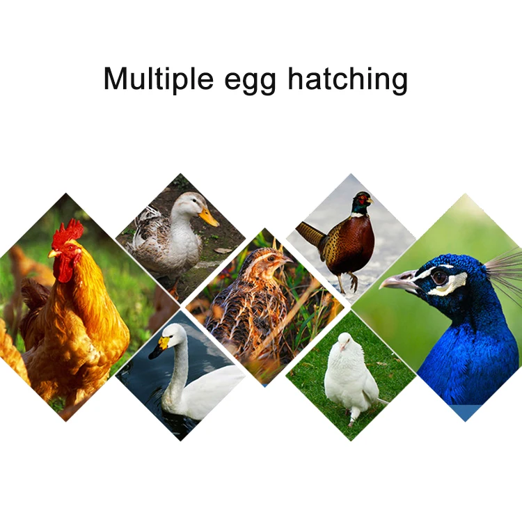 180 egg incubator-24.jpg