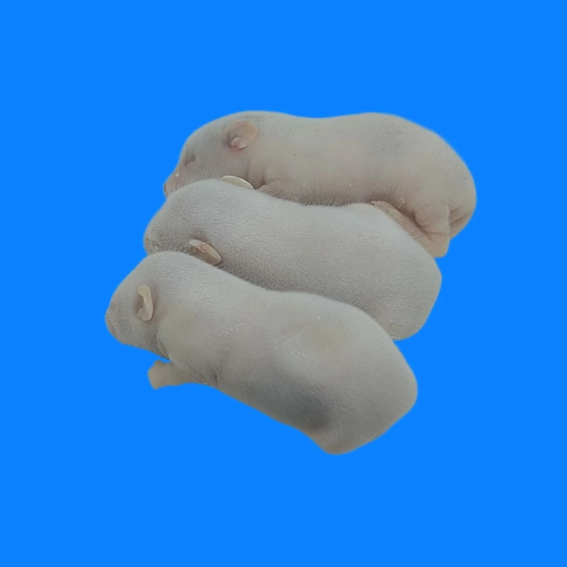 Frozen Mice Frozen Rats. Frozen Mouse Buy Frozen Micefrozen Ratssnake Feedraptor Feed Product