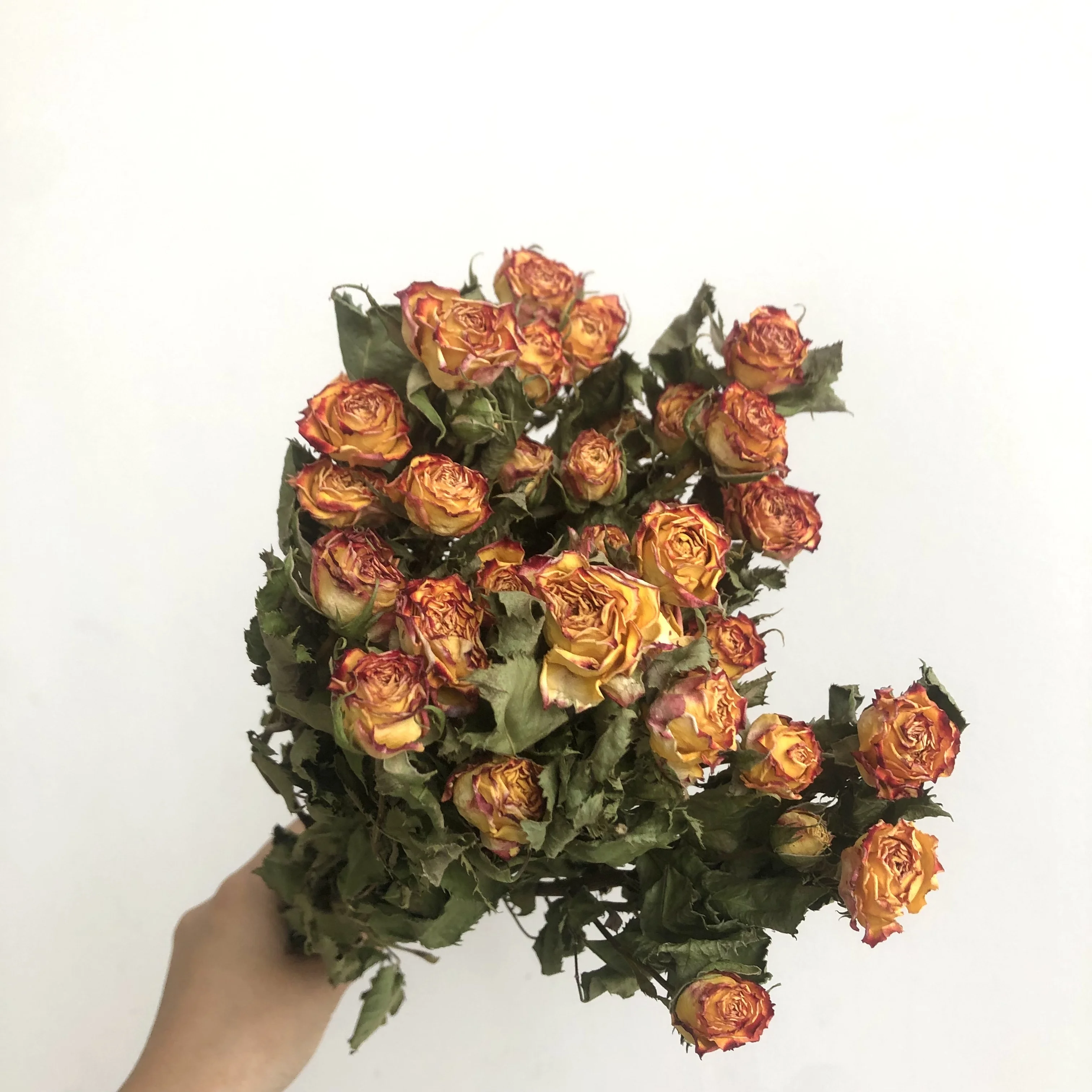 Multi Headed Roses Wholesale Preserved Multi-headed Rose Dried Rose Bouquet for Home ...