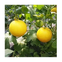 Processing tomato seeds