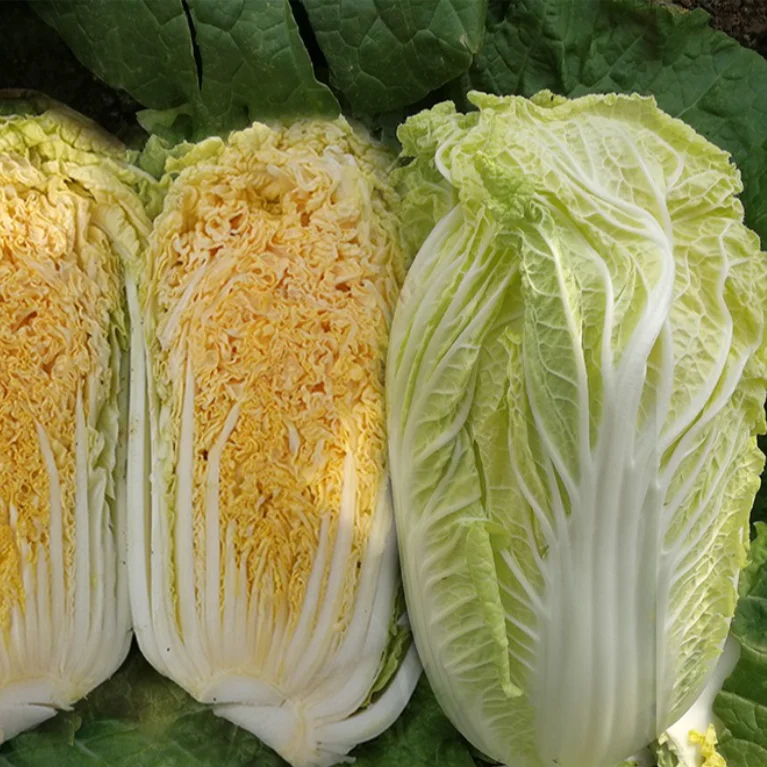 ready to ship high yield ncca04 korea chinese cabbage seeds