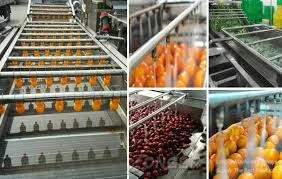 Palm Dates Processing Line - Efficient & Automatic Solutions