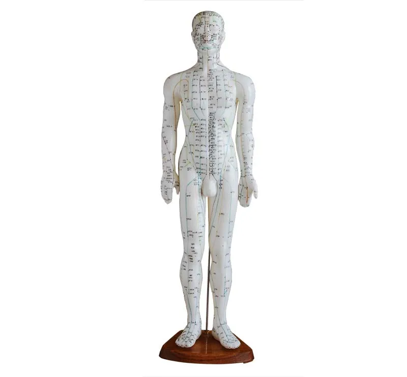 acupuncture model 60cm male hospital medical school
