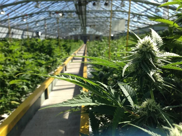 heavy duty greenhouse plant gardening