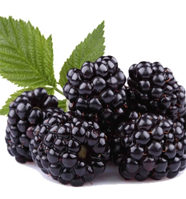 Berries iqf frozen blackberry fruit