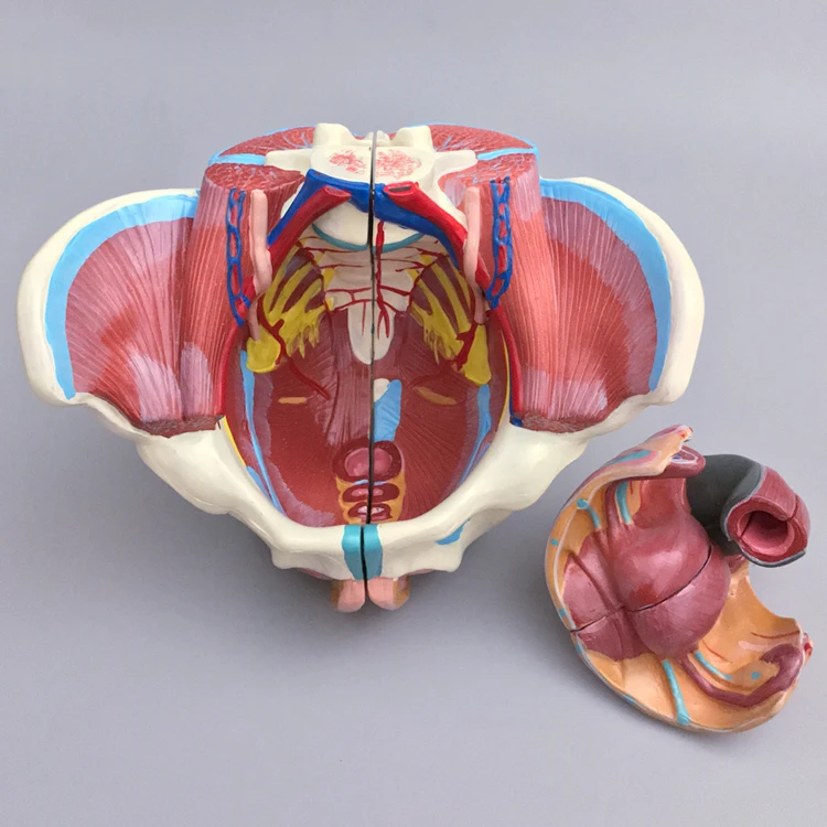 Clinical Medicine Female Pelvis With Genitalia And Vascular Nerve Model ...