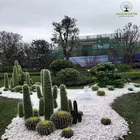 Sales Office greening Villa decoration outdoor bonsai plants artificial cactus