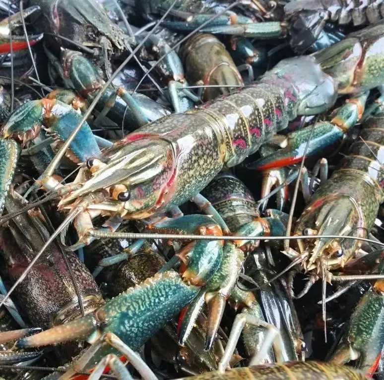 Fresh Water Lobster / Fresh Shrimp Frozen Lobster / Frozen Lobster Tail