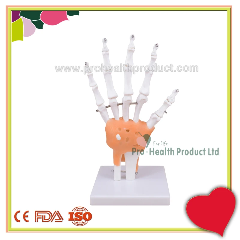 Life Size Human Anatomical Skeleton Hand Joint Model with Ligaments