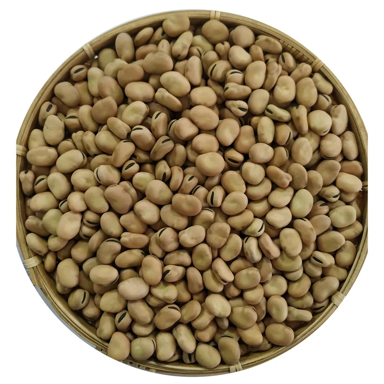 
High Quality Broad Bean Fava Bean horse beans 