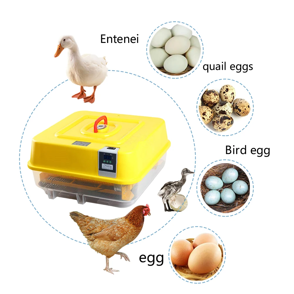 best incubator for goose eggs