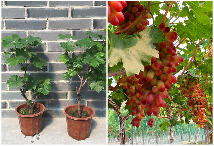 Wholesale Ruby Roman Grape Plant Grape Seedlings Grafted Buy Ruby Roman Grape Plant Grape Seedlings Grafted Ruby Roman Grape Seedlings Product On Alibaba Com