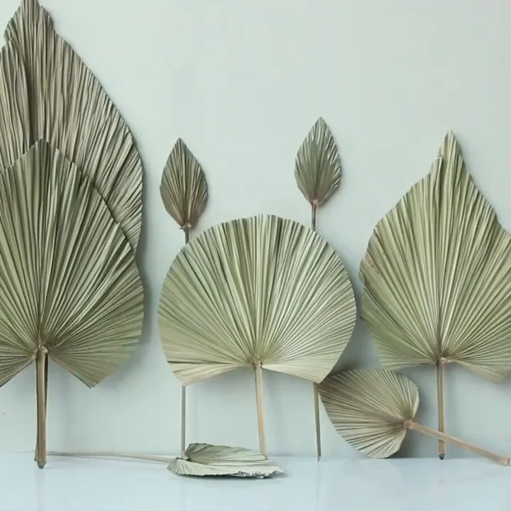 Preserved Fan Palm Leaves Dried Palm Leaves Decorative Livistona Dried