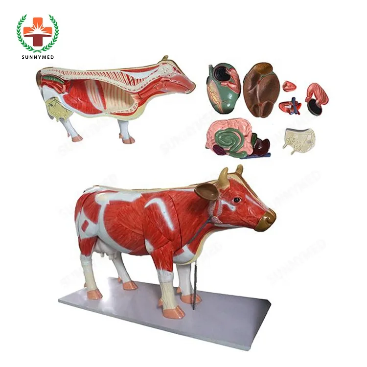 Sy N033 Medicl Science Seri Kerangka Hewan Model Anatomi Untuk Mengajar Buy Kerangka Plastik Vet Model Model Anatomi Product On Alibaba Com