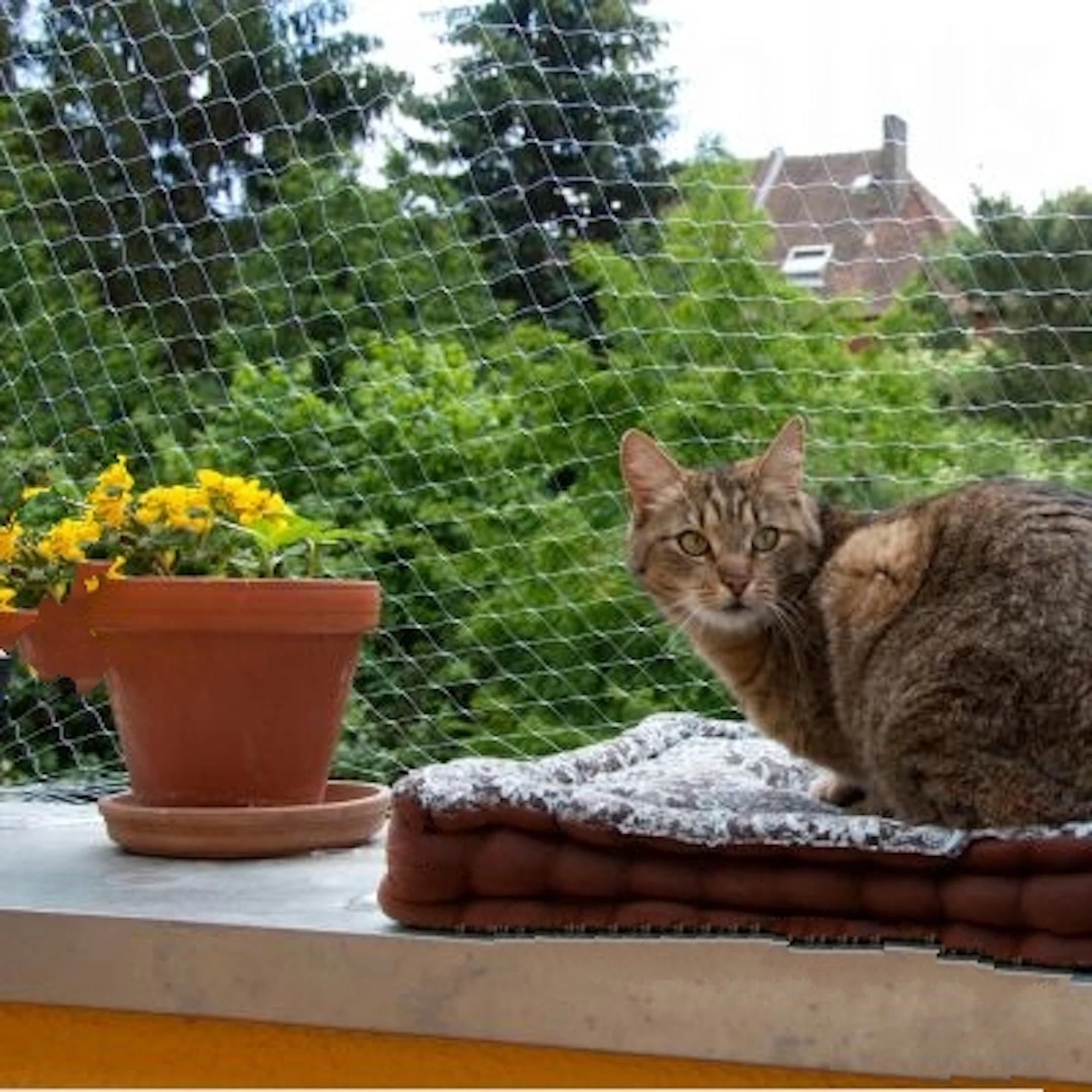 Балкон для кошек купить. Кошачий балкон. Балкон для кошек. Сетка на балкон для кошек. Сетка на окно для кошек.