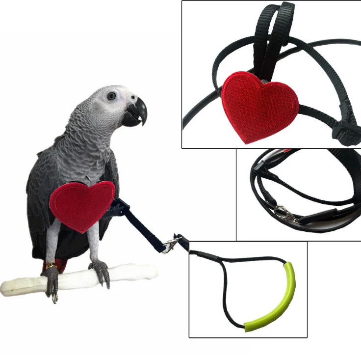Parrot Leash Pet Bird Harness Adjustable Outdoor Training Rope Tortoise Strap US 