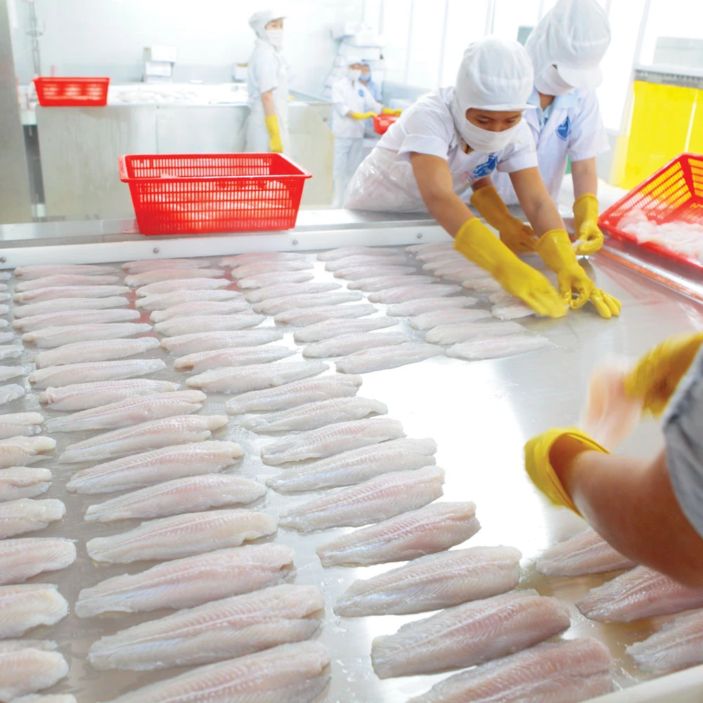 Nutritious Frozen Pangasius Fillet/ Basa Fish Fillet Premium Well ...