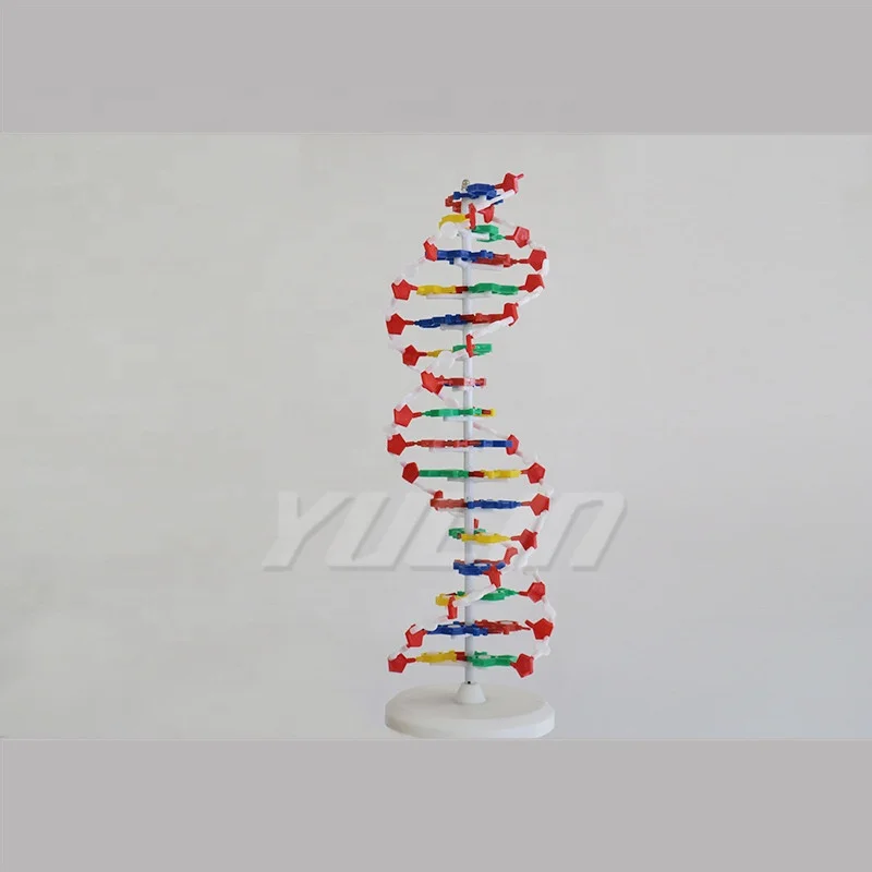 Dna مجسم مشروع مجسم