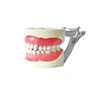 Dentures Dental teaching model tooth model Standard K Study Model