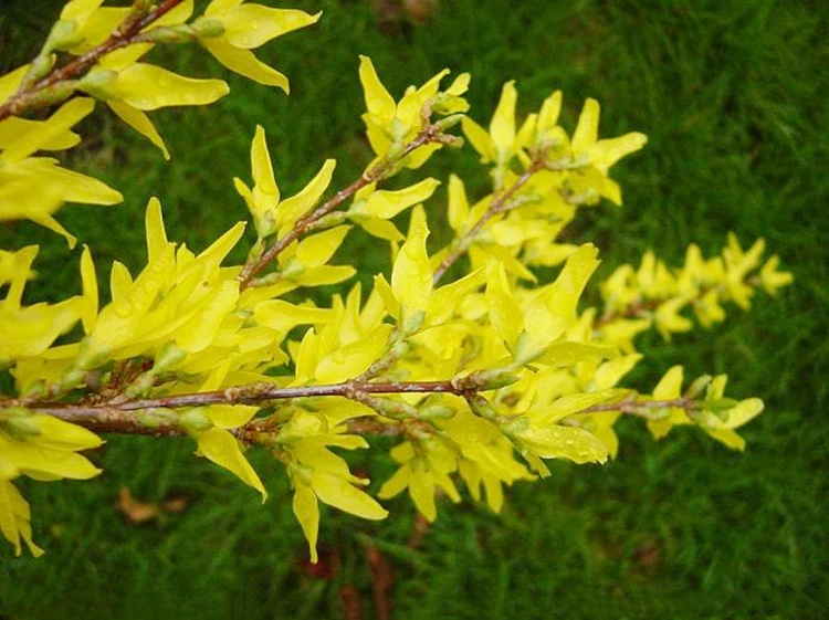 Forsythia suspensa