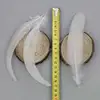 White Rooster Tail Feather