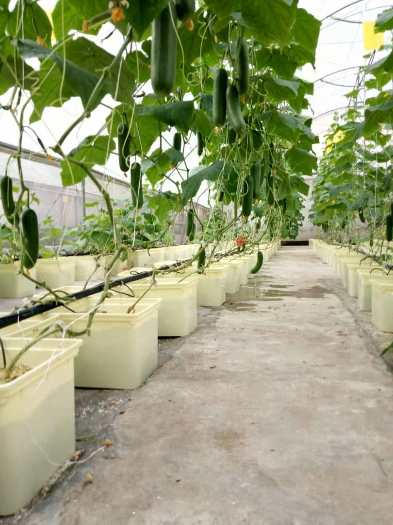 hydroponics growing system