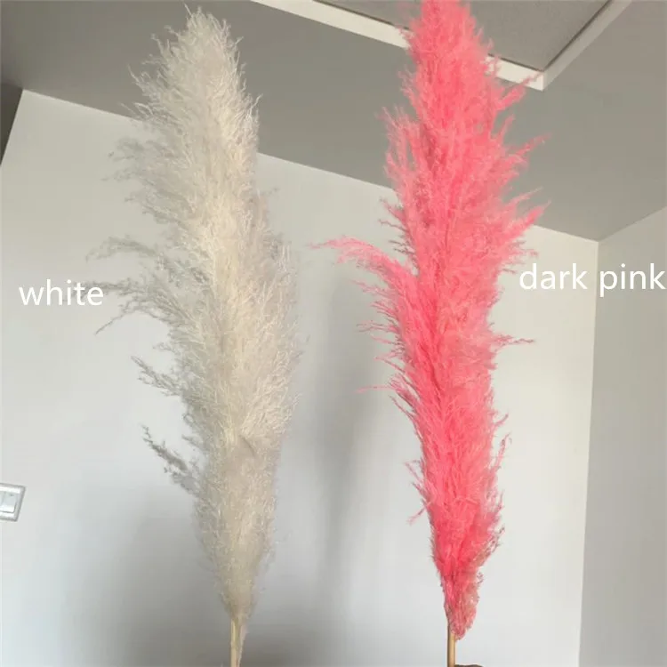 pampas grass (12)_.jpg