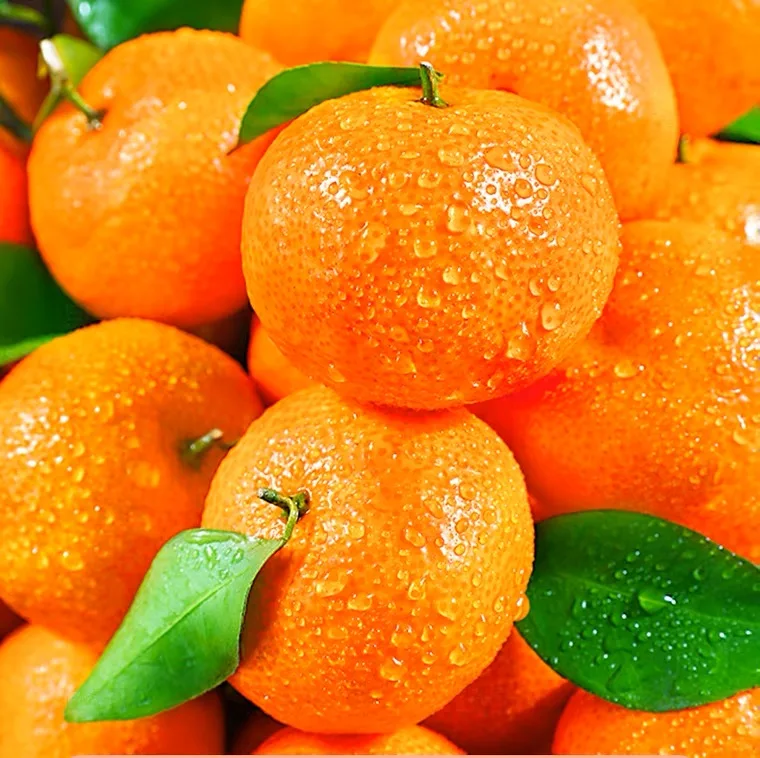 Fresh Citrus Fresh Orange Available All Year Round Delicious And Juicy
