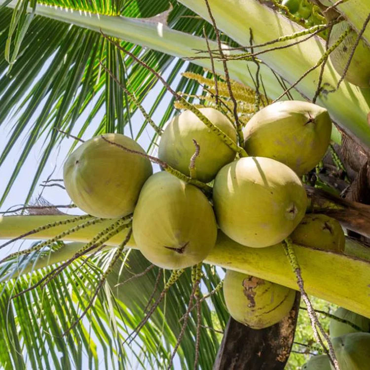 Кокос нуцифера. Coconut Tree. Китайский Кокос с крышкой.