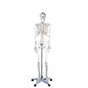 Articulated Adult Life-Size 180cm Human Skeleton Anatomical Model