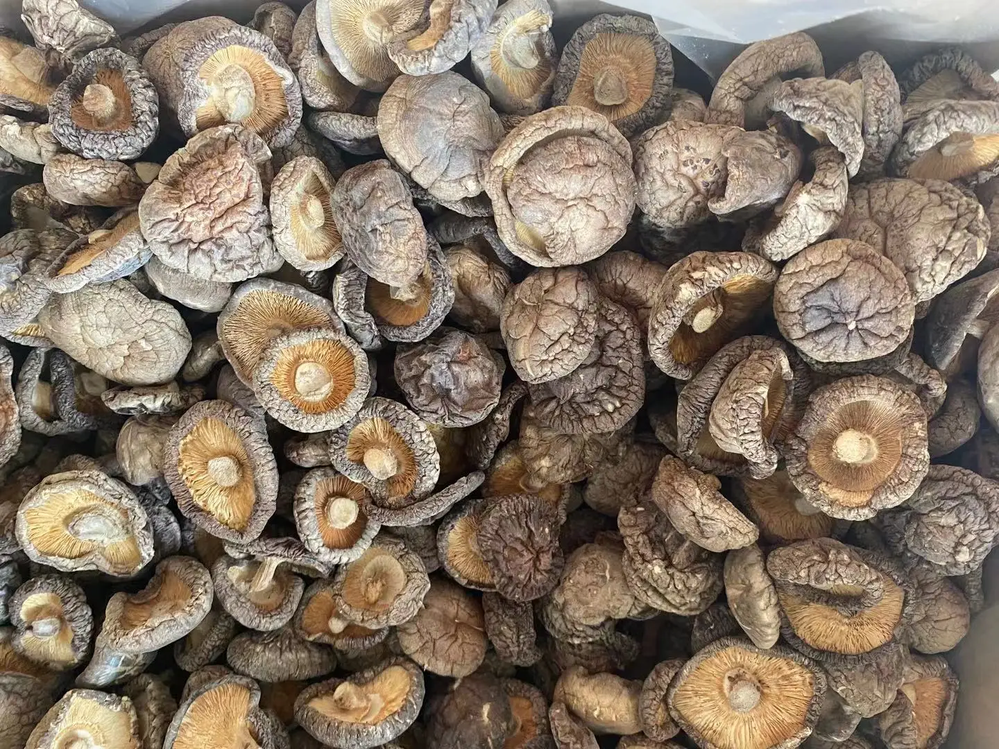 Wholesale Chinese New Crop Bulk Champignon Shiitake Stem Dried Shiitake