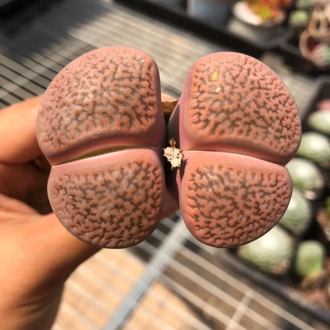 
wholesale natural plants lithops succulents mini cactus 4-5 cm lithops 